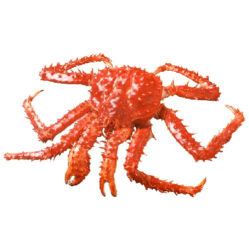 Whole King Crab